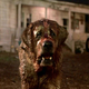 Illustration for article titled The Cujo Remake Has Taken a Very Weird, Astoundingly Dumb Turn